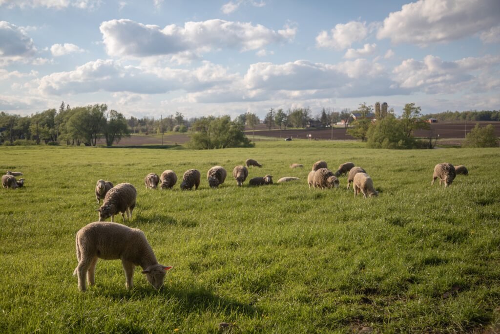 moutons d'éco-pâturage