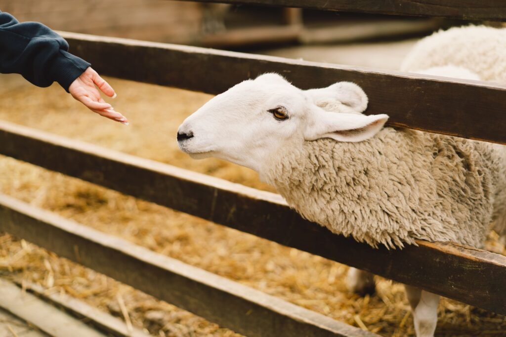Mouton d'éco-pâturage dans son enclos